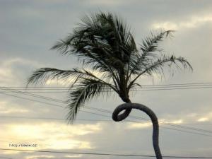 pokroucena palma