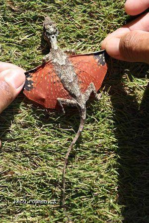 dragonlike lizard