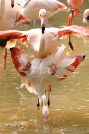 flamingo sex