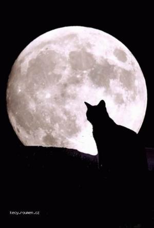 mooncat