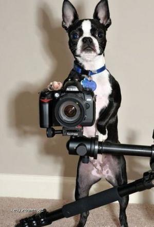 Dog photographer 