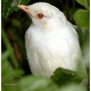 albini 13