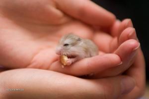 Baby hampster