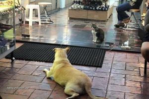 Dog and Cat Glass Door Standoff