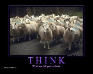 sheep thinking