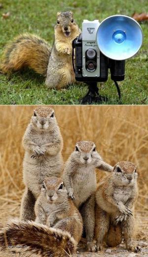 Squirrel photographer