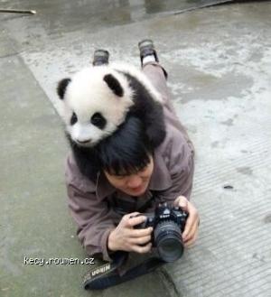 Panda vs photograph