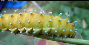 caterpillar photo 03