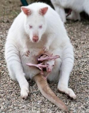 Cute Albino Kangaroo