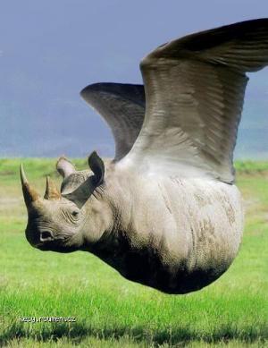 rhino bird