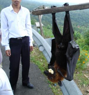 big bat