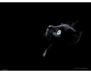 1 black wallpaper cat head1280x1024