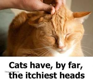 X Cat Heads