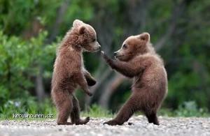 kungfu bears