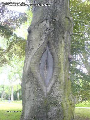 drzewo s