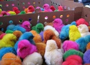 Colour chicks