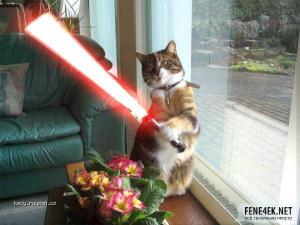 star wars cat