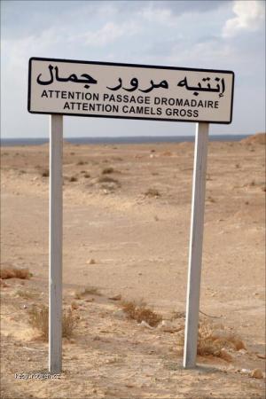 sign camels crossing gross