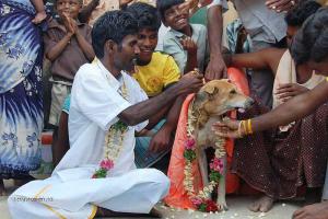 Indie snatek se psem