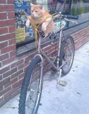 Just A Cat Chillin On A Bike