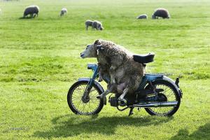 motorizovana ovce
