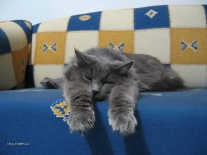sleepycat1