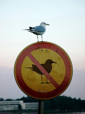zakaz ptaku
