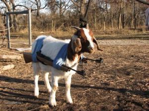 This Goat is Armed And Legged