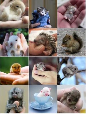 Smallest Pets