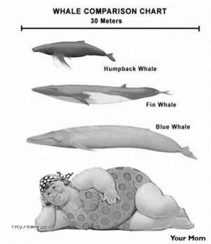 X X Whale comparison chart