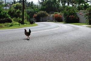 Why Did The Chicken Cross The Road