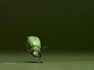 Beetledance 