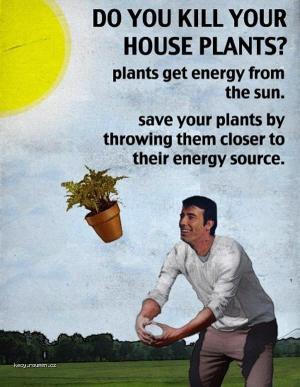 House Plants Need Energy