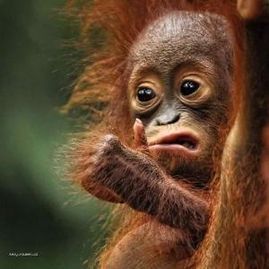 Baby Orangutan Gives ThumbsUp
