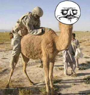 Me Gusta camel