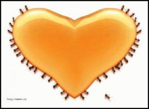 mravenci srdce
