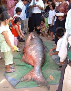 Catfish from the Mekong River