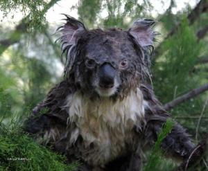 nasrana koala