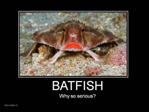 batfish
