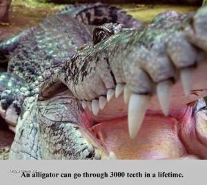 X Interesting Fact  Alligator