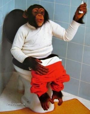 Monkey on toilet