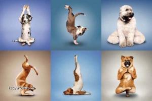 Yoga for Dogs
