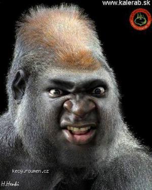 evoluce gorila