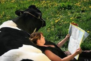 siesta u kravy