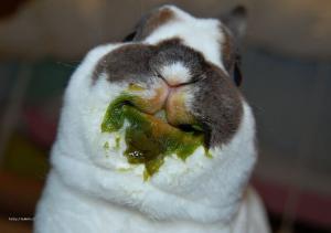 Bunny eating 