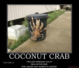 Coconut crab reaction
