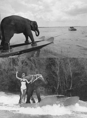 waterskiing elephant