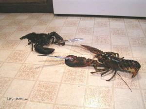 lobster fight