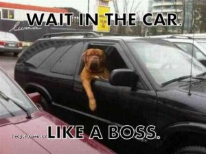 Wait In The Car Like A Boss