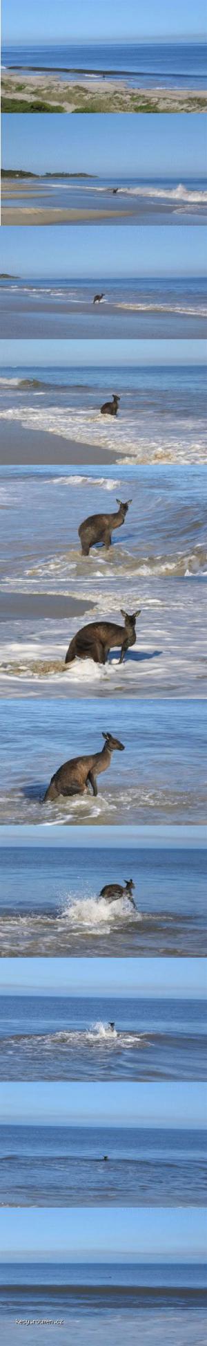 kangaroo suicide
